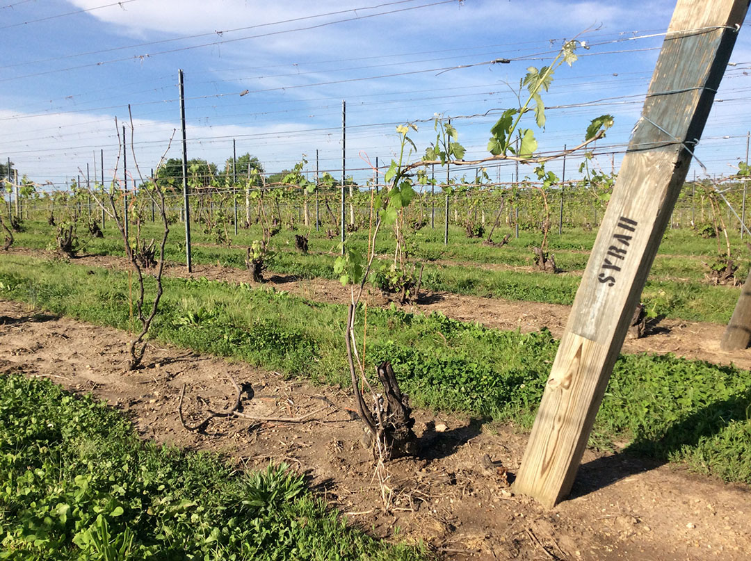 Fruitful shoots emerging from V. vinifera 'Syrah' 